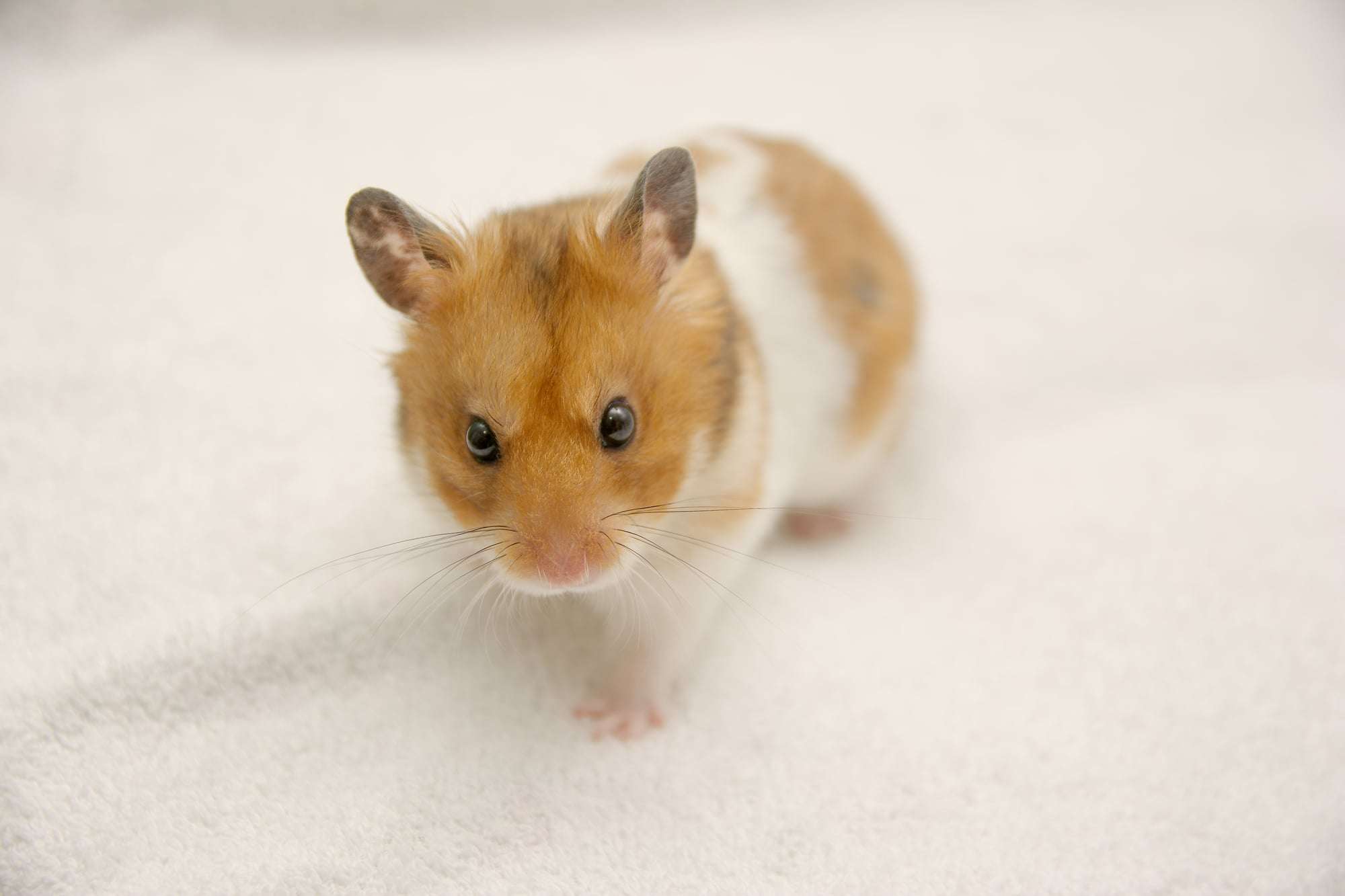 ＜ハムスター飼育の注意点＞ハムスターを飼いたいけれど、流血するほど噛むことがあるの？気性の問題？ | ママスタセレクト