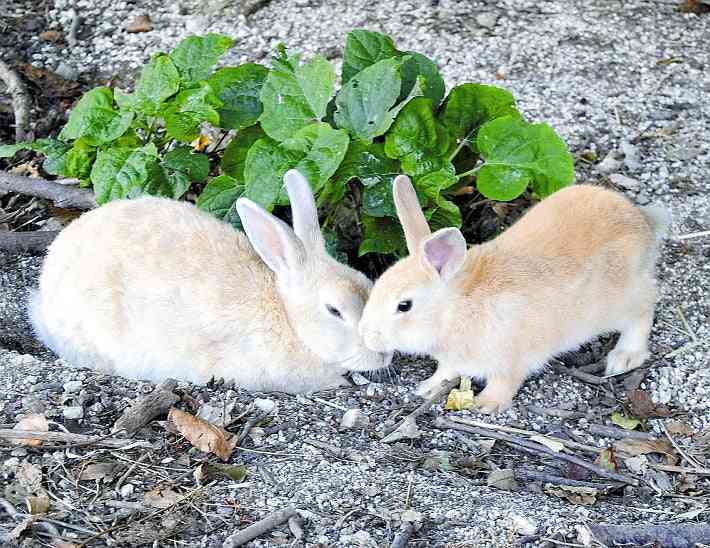 「ウサギ島」ピンチ、観光客が放置したエサで「天敵」増える矛盾 : 社会 : ニュース : 読売新聞オンライン