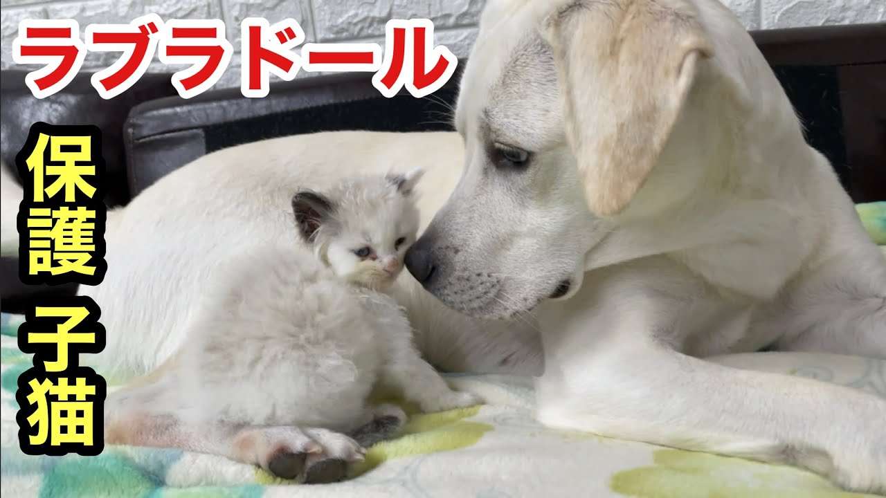 子猫と犬の再会、ラブラドールの優しさに胸が熱くなりました【保護野良猫】 - YouTube
