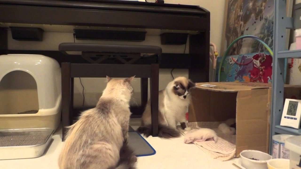 他の猫が子猫をいじくっていたら、母猫が・・・ついに一撃。an angry mother cat attacks brutally - YouTube