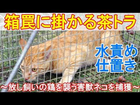 箱罠に掛かる茶トラ猫～放し飼いの鶏を襲う害獣ネコを捕獲して水責めのお仕置き～ - YouTube