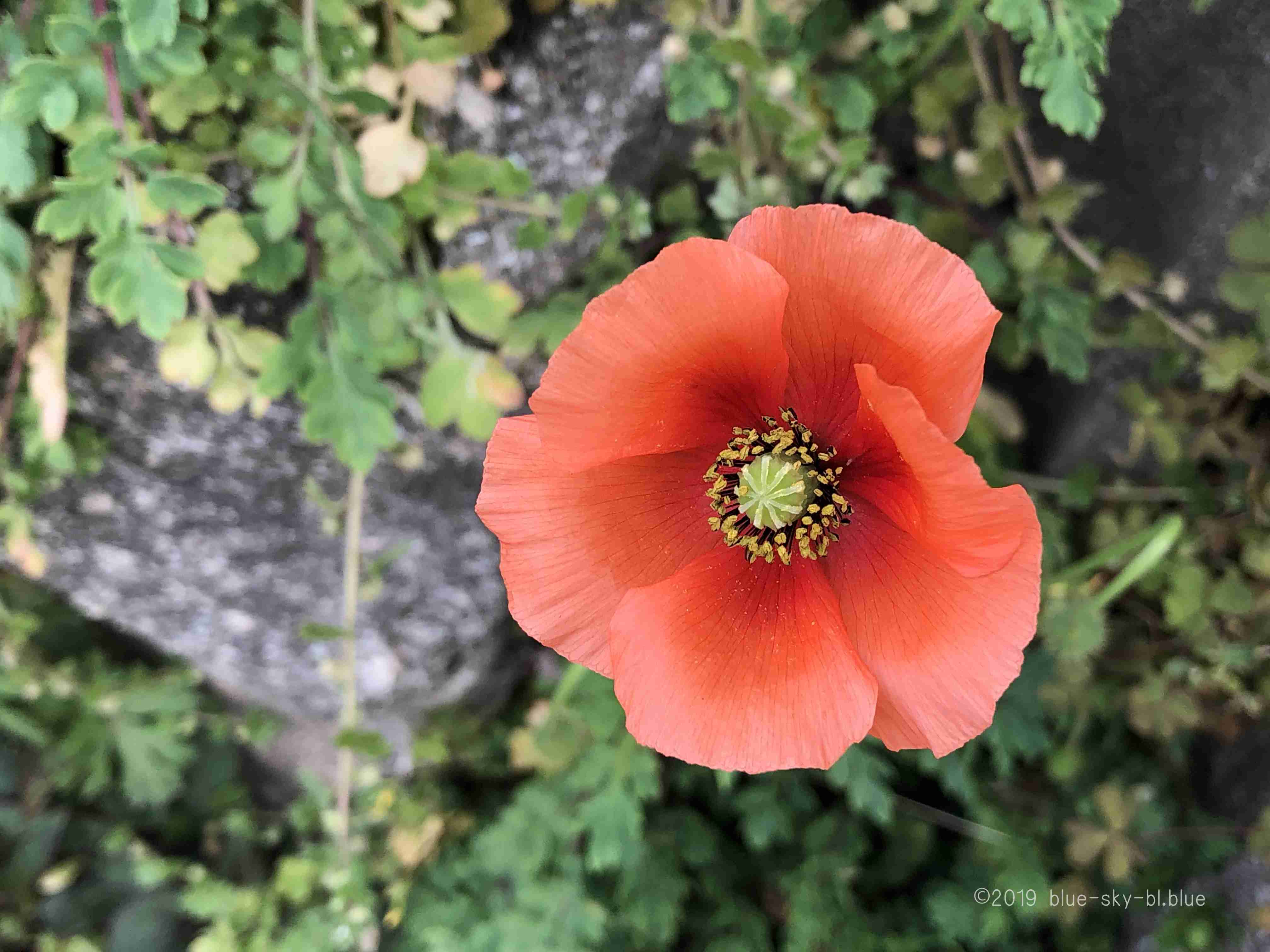 ポピー(ヒナゲシ)の花言葉・オレンジ、赤、ピンクの花・シード・英語