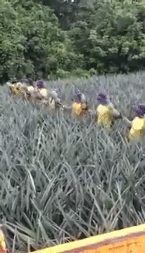 パイナップル🍍好きな人