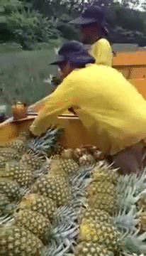 パイナップル🍍好きな人