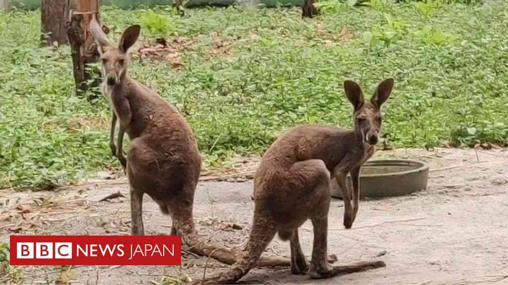 インドでカンガルー発見、密輸か　住民ら困惑 - BBCニュース