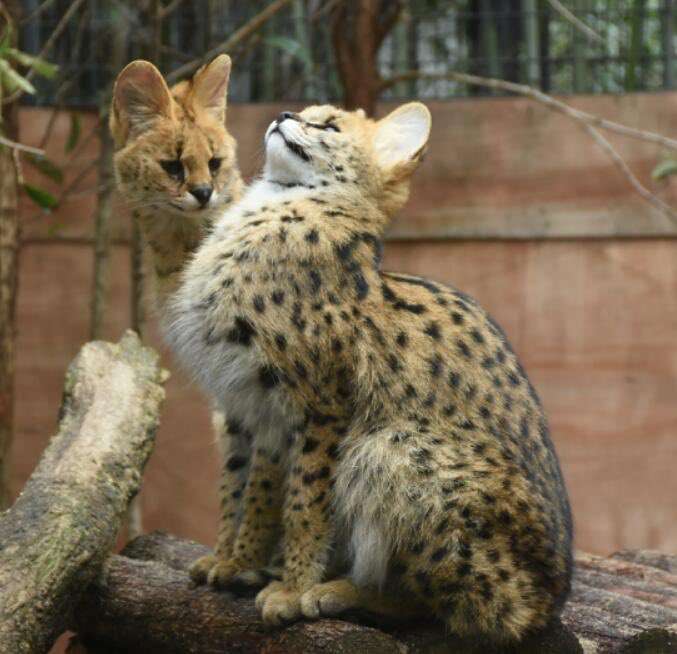 ネコ科の動物好きな人