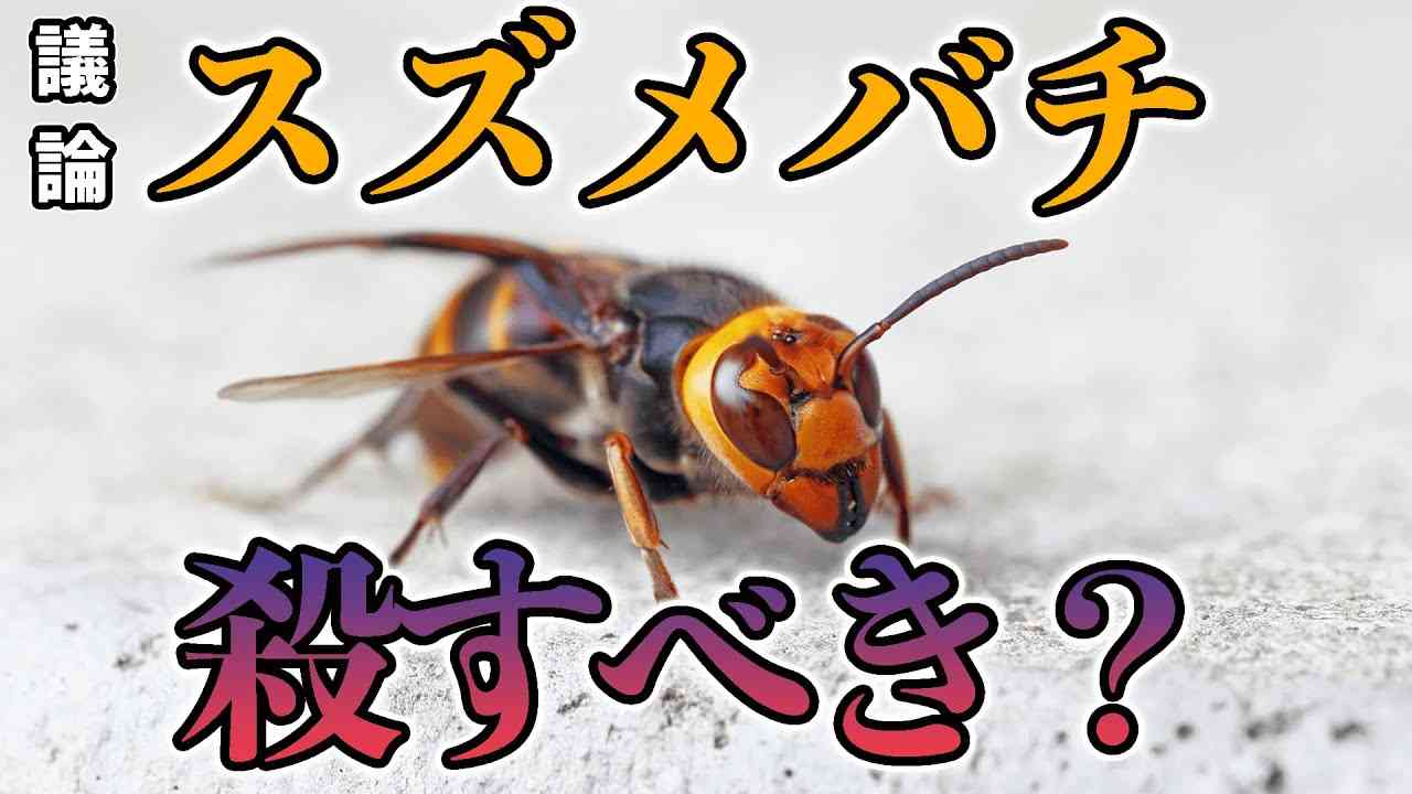 スズメバチ駆除を考える！ - YouTube