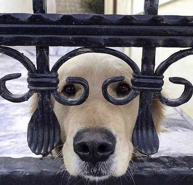 動物の画像だけで1000コメを目指すトピ Part2