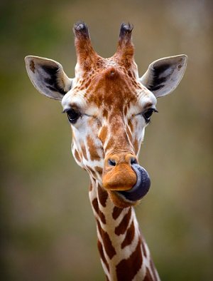 キリンの交尾、9割はオス同士!? 獣医が明かした動物たちの同性愛事情 (2016年10月19日) - エキサイトニュース