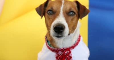ウクライナ探知犬にカンヌ特別賞　爆発物発見で「パルムドッグ」 ｜ 共同通信