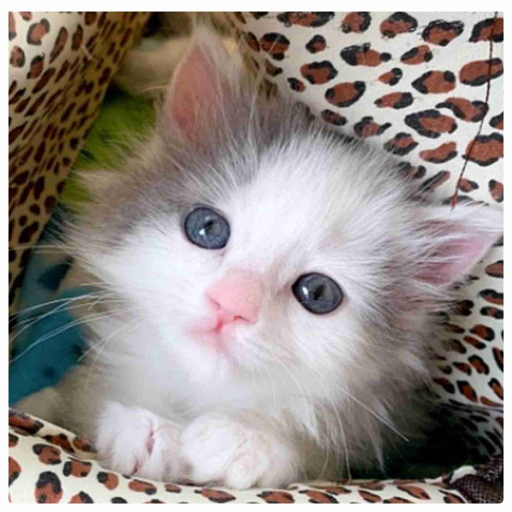 動物の画像だけで1000コメを目指すトピ Part2