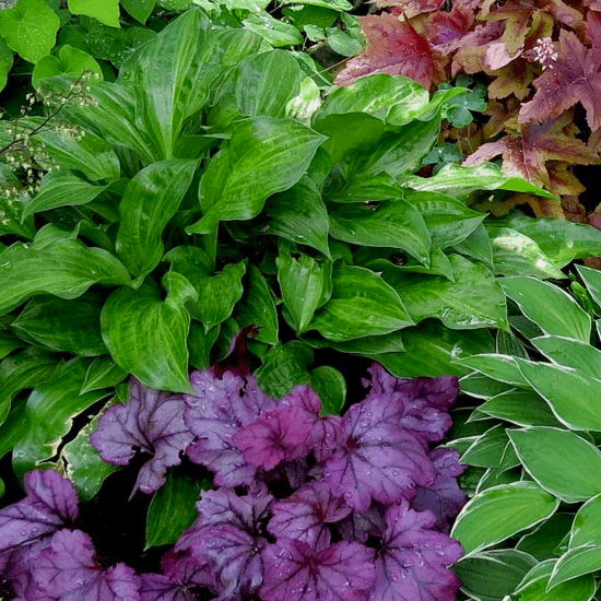 〚ガーデニング〛カラーリーフ🌿好きな人集まれ～！〚庭・ベランダ〛