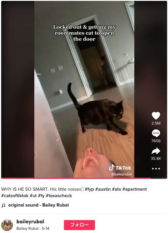 オートロックで外に締め出された女性、中にいる猫にドアを開けてもらう（米）