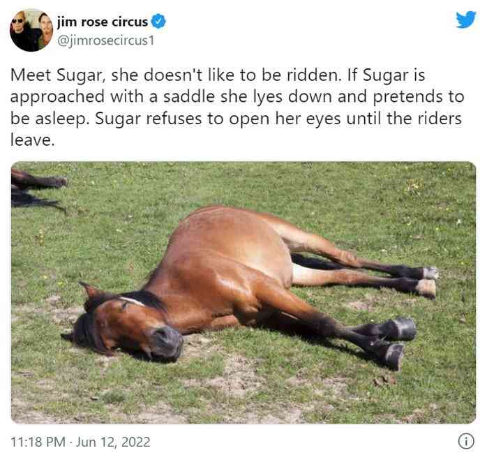 人間が乗ろうとすると寝たふりをする馬がこちらです 「賢い馬だなあ」「誰だって重労働は嫌なものだよ」