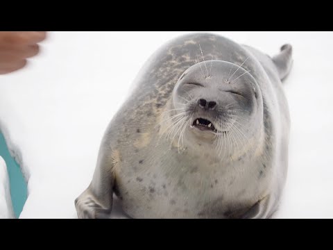 エサいらない！と難しいお歳頃のワモンアザラシのミゾレちゃん - YouTube