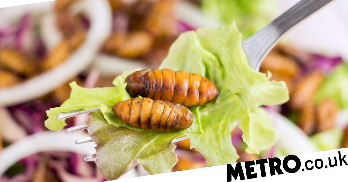 Pupils at four Wales primary schools offered insect diet | Metro News
