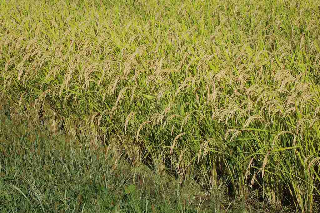 肥料最高値、農家を直撃　政府・与党、新たな補助金検討（時事通信） - Yahoo!ニュース