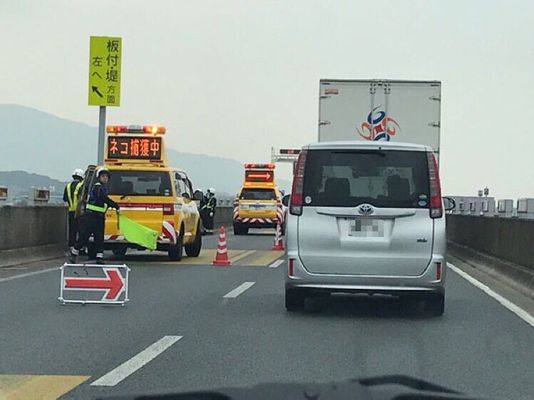 京成線が一時ストップ 原因は“カルガモの親子”