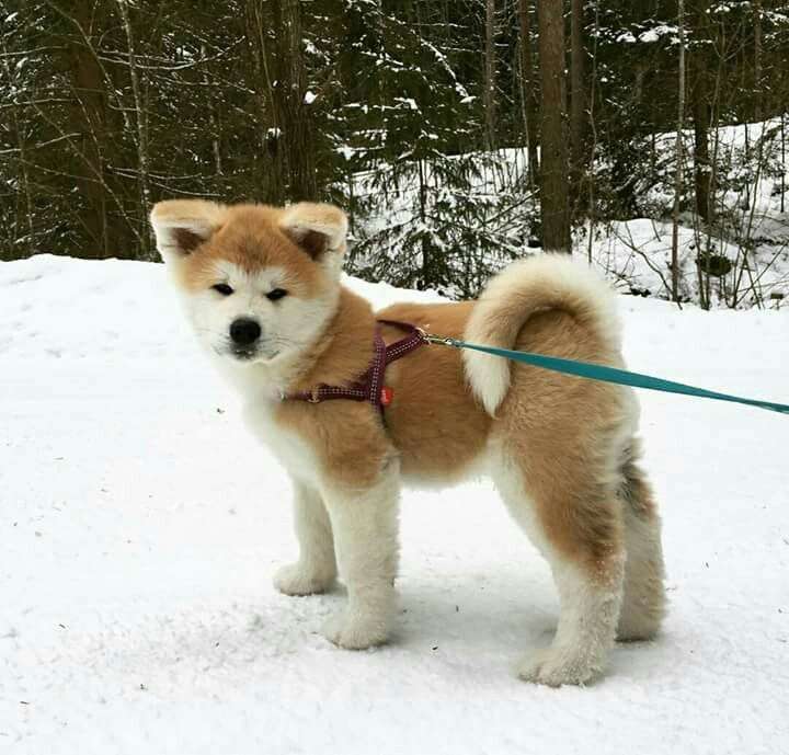 「生後4か月の！！赤ちゃん！！」←マジかよ...　思わず目を疑っちゃう秋田犬の写真に反響