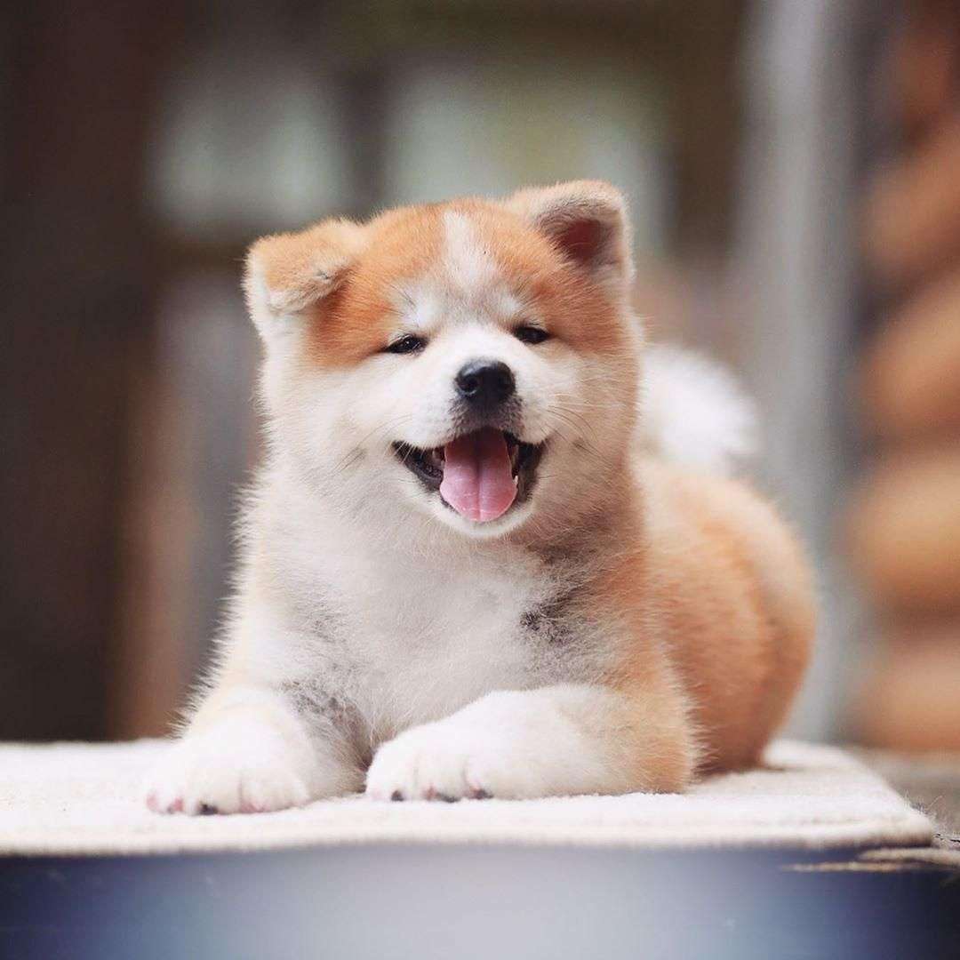 「生後4か月の！！赤ちゃん！！」←マジかよ...　思わず目を疑っちゃう秋田犬の写真に反響