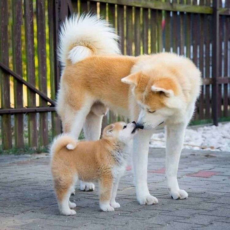 「生後4か月の！！赤ちゃん！！」←マジかよ...　思わず目を疑っちゃう秋田犬の写真に反響