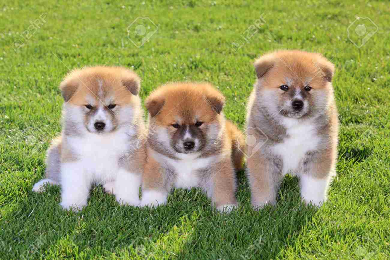 「生後4か月の！！赤ちゃん！！」←マジかよ...　思わず目を疑っちゃう秋田犬の写真に反響
