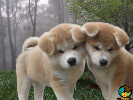 「生後4か月の！！赤ちゃん！！」←マジかよ...　思わず目を疑っちゃう秋田犬の写真に反響
