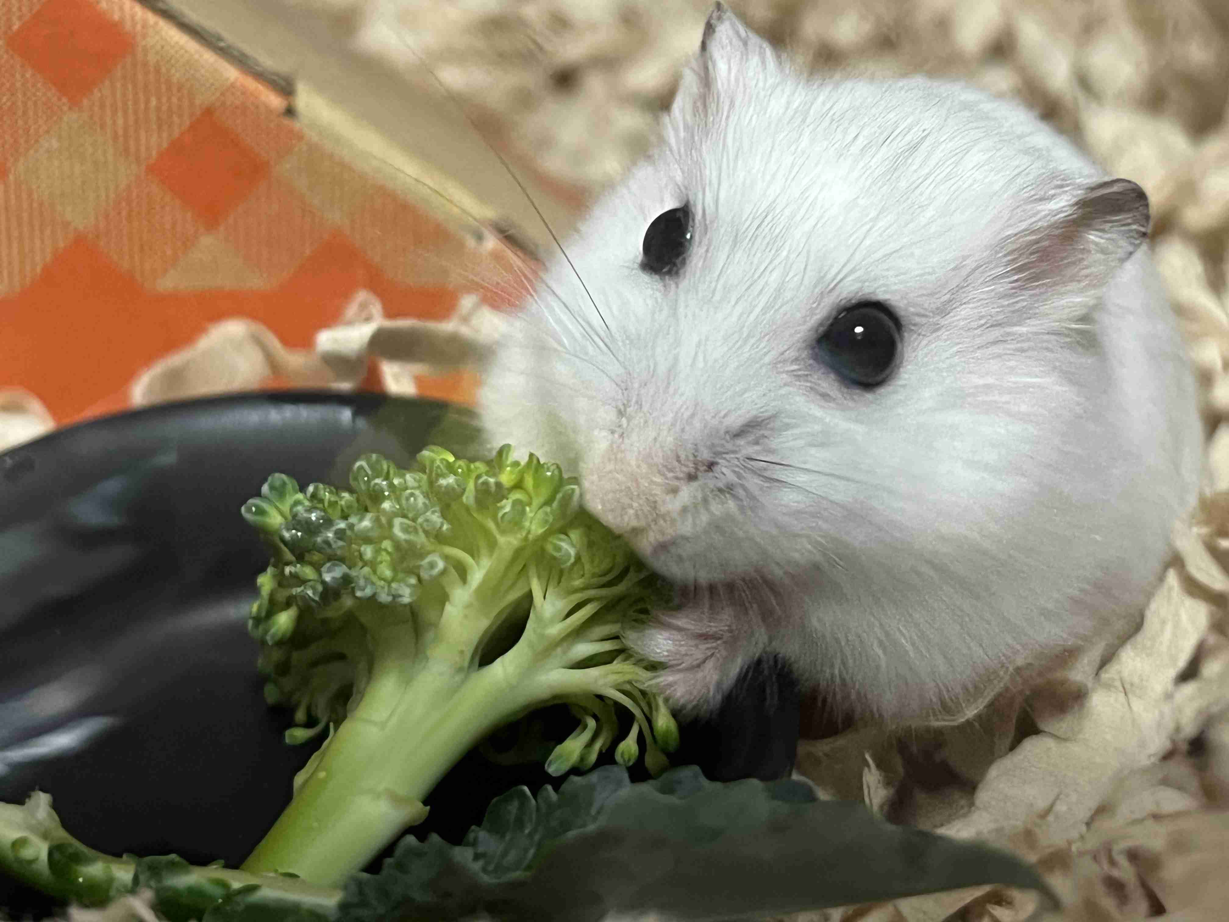 ハムスターが好きすぎる