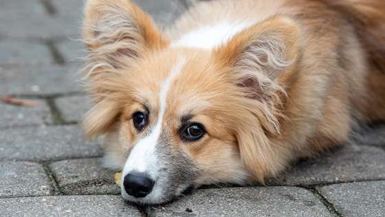 97％の精度で犬にCOVID-19陽性者をかぎ分けさせることに成功 - GIGAZINE