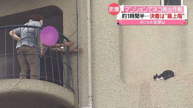 10階建てマンションの壁にネコ…「救出大作戦」“最上階”で決着　絆はより深く…