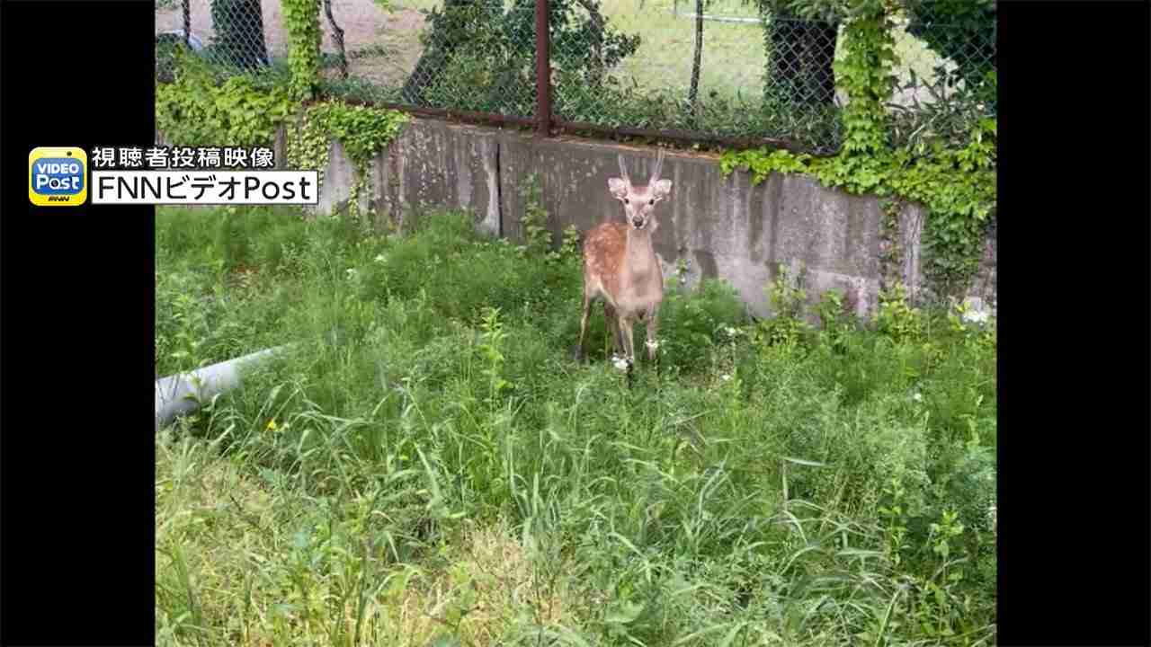 線路にシカ 列車がせまる　宮城の市街地相次ぎ出没（フジテレビ系（FNN）） - Yahoo!ニュース
