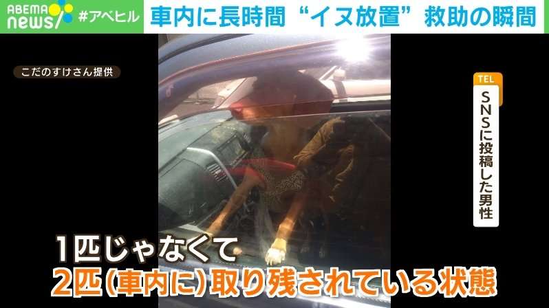 車内に犬2匹を長時間放置か…飼い主待つも現れず警察が保護 名古屋市 | 国内 | ABEMA TIMES