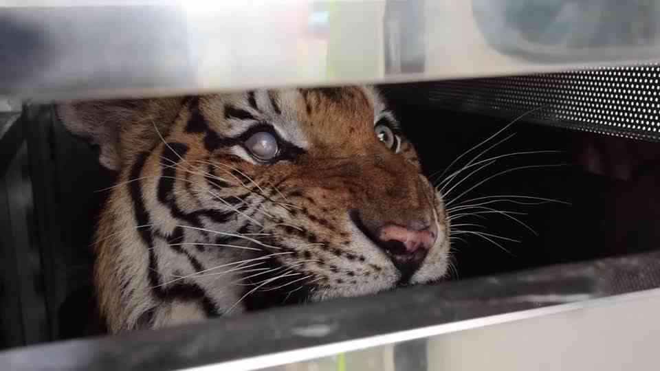 パンデミックの影響でタイの動物園が閉鎖、保護団体がトラやクマ救出 - ロイター映像ニュース | Yahoo! JAPAN