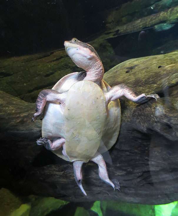 【何の意味がある?】決めポーズが集まるトピ