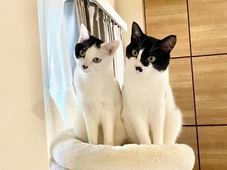 がるちゃん猫カフェ76号店開店しました♪(初めての方も大歓迎♪)