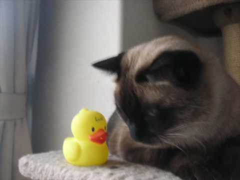 ほしのかずだけ - YouTube