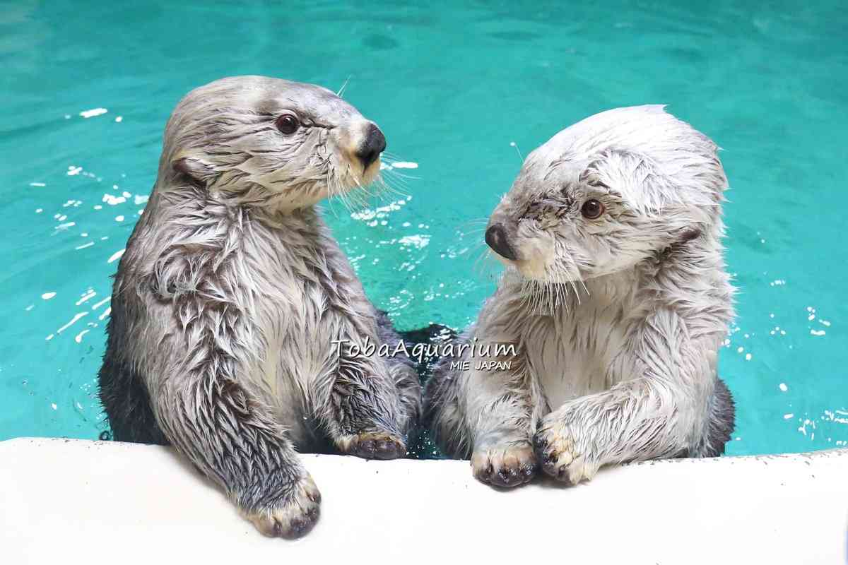 エサのサンマは5年前の倍の値段 三重の鳥羽水族館が入館料300円値上げで大人2800円に