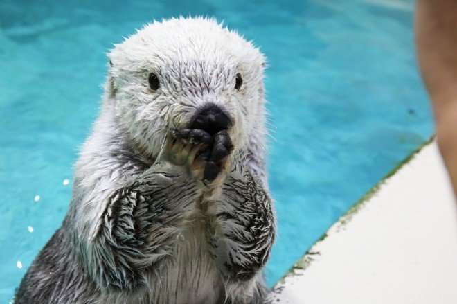 エサのサンマは5年前の倍の値段 三重の鳥羽水族館が入館料300円値上げで大人2800円に