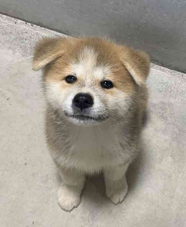 「生後4か月の！！赤ちゃん！！」←マジかよ...　思わず目を疑っちゃう秋田犬の写真に反響