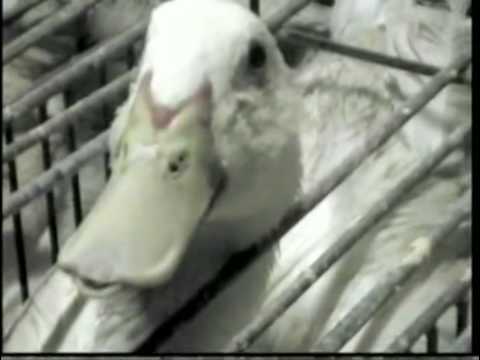フォアグラ: 拷問されるカモ (1/2) - YouTube
