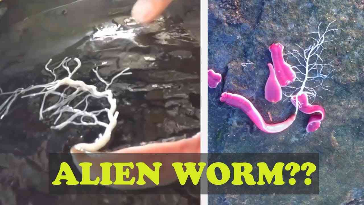 Cacing Unik Memiliki Kemampuan Aneh - YouTube