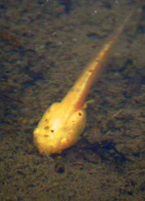 「数千匹に1匹という確率…」金色のオタマジャクシ発見　神戸・北区の田んぼで10匹以上