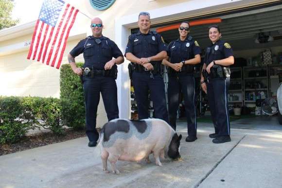 赤ちゃんスカンクを保護した保安官代理 「可愛すぎてどうしたらいいか分からない!」と悶絶(米)