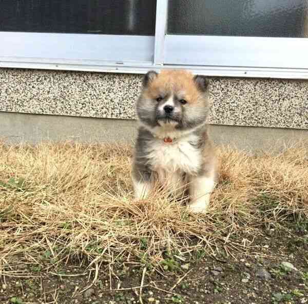 「生後4か月の！！赤ちゃん！！」←マジかよ...　思わず目を疑っちゃう秋田犬の写真に反響
