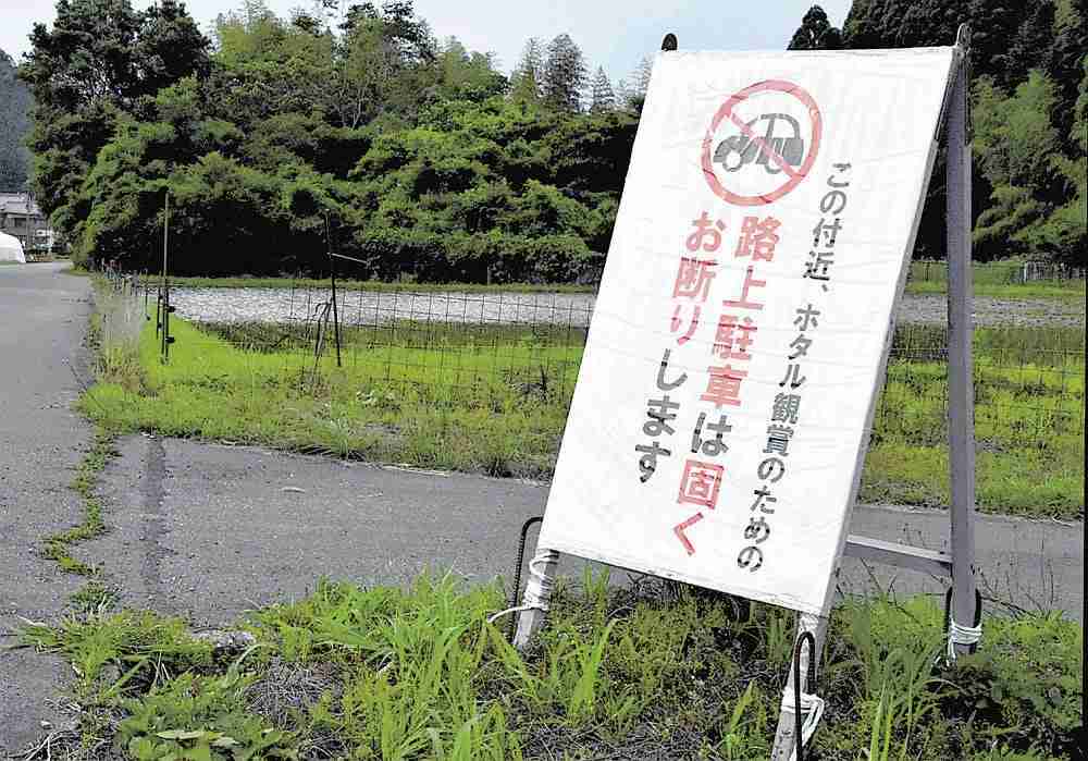 ホタルの棲むまち、今年は「見に来ないで」…路上駐車・無断侵入相次ぎ