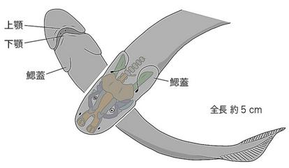 “進化の謎に光”4億年前の化石から判明…魚類と両生類の間に生物か
