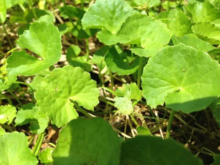 WHOが「保護すべき薬用植物の中でもっとも重要なものの一つ」と認める薬草ブラフミーでモヤッと頭を解消する！ | オルガナ