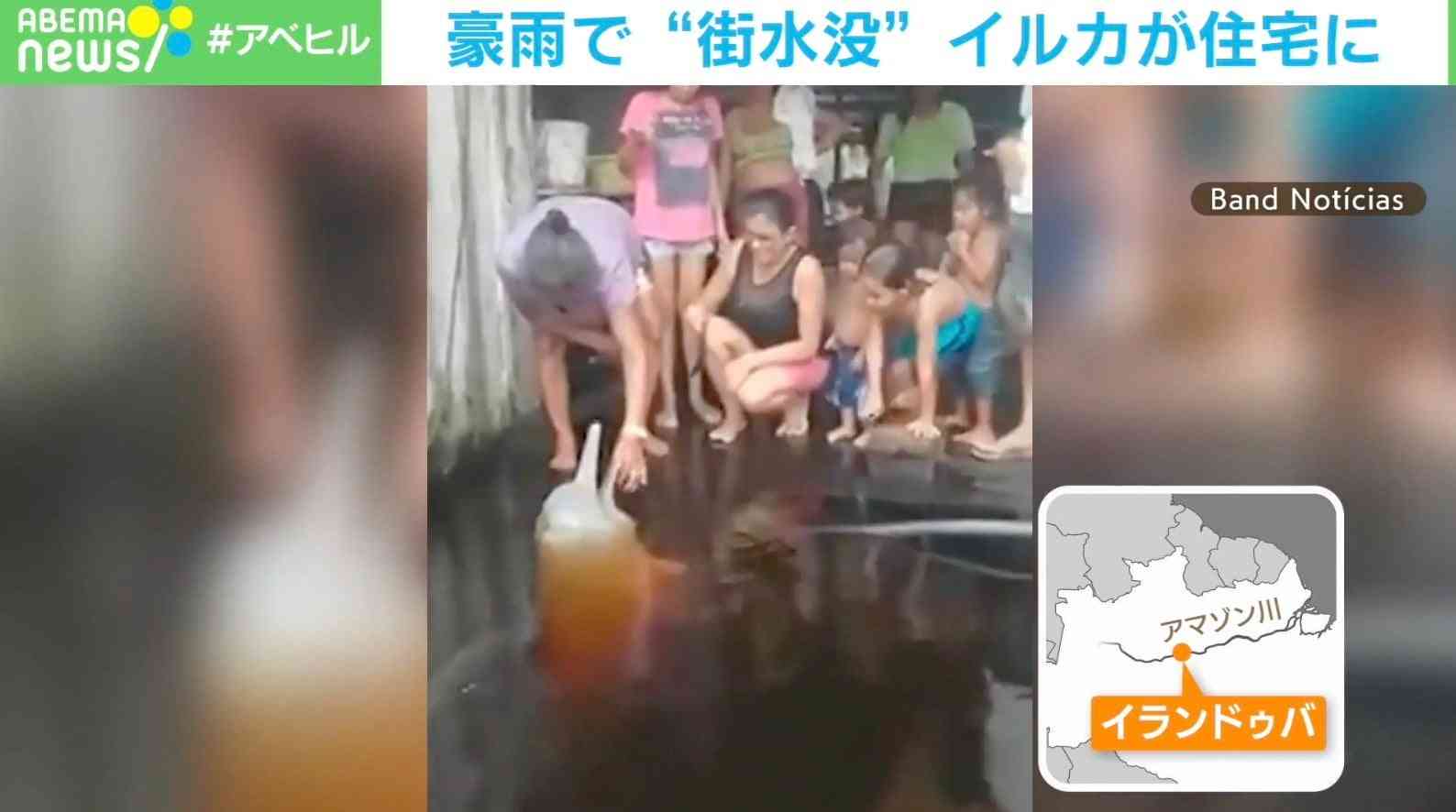 浸水した住宅にイルカ現る ブラジル豪雨で“街水没”