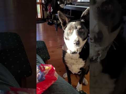 Dog Asks For Treat by Bringing Packed Snack to Owner - 1326799 - YouTube