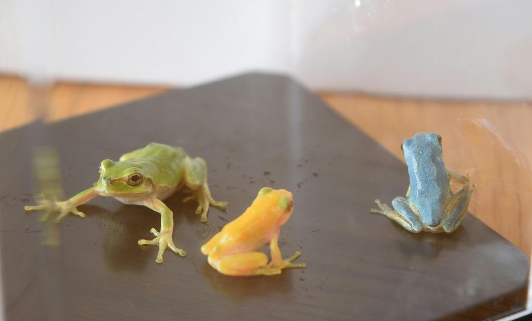 「数千匹に1匹という確率…」金色のオタマジャクシ発見　神戸・北区の田んぼで10匹以上